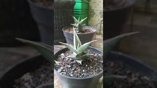 Sansevieria Pinguicula [upl. by Areid]