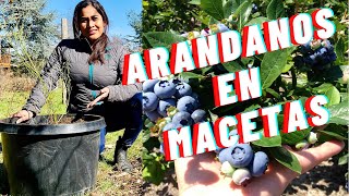 Como plantar y cuidar Arándanosblueberries en maceta y en el suelo para tener mejor producción [upl. by Feliks202]