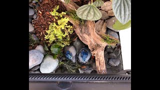 Just introduced my new Blue Poison Dart Frogs to Vivarium Purchased from LLLReptile [upl. by Irreg]