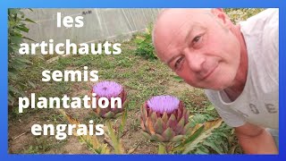 les artichauts  plantation  semis protection pour l hiver engrais [upl. by Lona496]