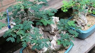 Pithecellobium tortum Bonsai [upl. by Anisamoht669]