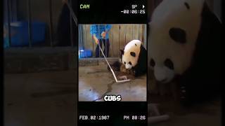 You Wont Believe What This Panda Mom Did to Protect Her Cubs shorts short sh [upl. by Eesak]