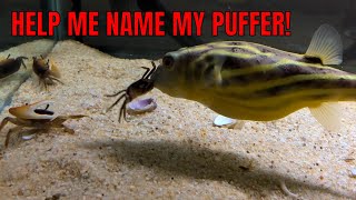 Fahaka Puffer Fish eating live Crabs Krill Clams WARNING LIVE FEEDING YOU NEED THIS FISH [upl. by Niuqauj]