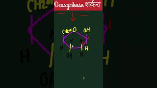 Deoxyribose Sharkara ki SanrachnaStructure of Deoxyribose sugarBiology for all examsNEET CUET [upl. by Nannerb]