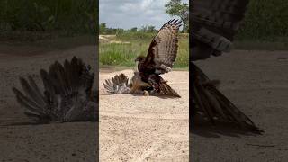 Changeable Hawk Eagle trying hunt a big hen for their food [upl. by Tesil]