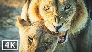 Lions Mating in the Kalahari Desert  4K African animals and wildlife [upl. by Odlawso]