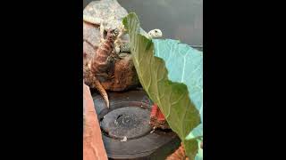 Ornate Uromastyx Eating Collared Greens [upl. by Iturk776]