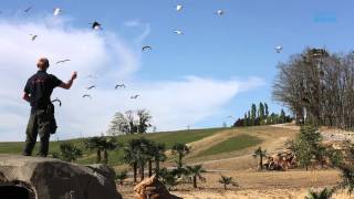 Le ZooParc de Beauval présente quotLes Maîtres des Airsquot son nouveau spectacle doiseaux [upl. by Gerda247]