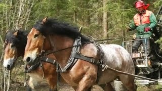 Horse logging Biomass Sweden 2012 [upl. by Nomyar]