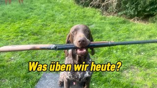 Jagdhundeausbildung Apport oder kein Apport [upl. by Otilegna]