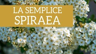 La semplice bellezza della Spiraea [upl. by Llerrut]