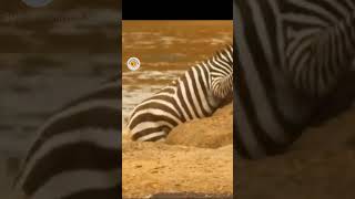 Terrifying Moment Crocodile Attacks and Grabs Zebra MidRiver CrocodileAttacks superanimalvalor [upl. by Onra600]