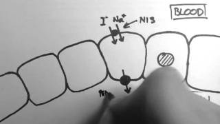 Thyroid Hormone Production [upl. by Ailssa653]