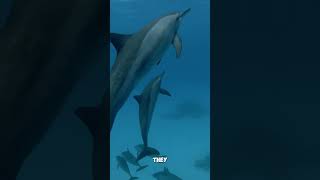 How do dolphins communicate [upl. by Anihpesoj608]