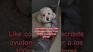 cooper parati bichon amoamimascota humor mimascota comedia perritoslindos perros miperro [upl. by Gautea869]