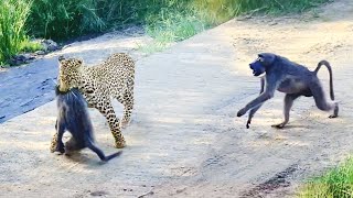 Leopard Pulls Off Perfect Ambush on Baboon  But they Fight Back [upl. by Maril]