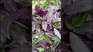 ASIse cuida la TRADESCANTIA ZEBRINA shorts plantas plantasyflores jardines flores [upl. by Aihsetan]