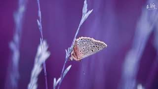 Thomas Lizzara  White Butterfly [upl. by Peregrine]