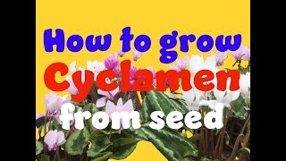 how to germinate cyclamen seeds Part 1 [upl. by Aryajay]