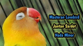 MINOR Masteran Lovebird Jantan Konslet Birahi Lanjut Bunyi Auto Ampuh Cetak Ngekek Dobelan [upl. by Htebizile418]