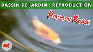 Bassin de jardin  Reproduction poisson rouge [upl. by Nitram]