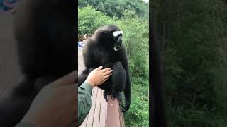 This is how Gibbon ape screams [upl. by Beata]