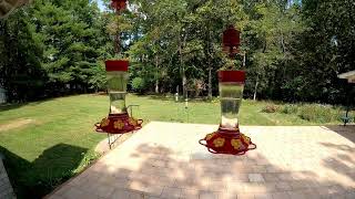 Hummingbird feeder in TN [upl. by Innattirb]