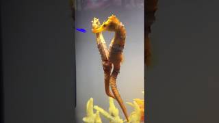 Female seahorse transferring her eggs to the male seahorses beauty nature aqualush [upl. by Enyaj]