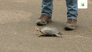 Carapaceca – Quoi faire si vous voyez une tortue sur la route [upl. by Anerom]