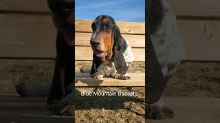 Basset Hound puppy at 6 months old shes my keeper puppy 💖💖💖 [upl. by Conney]