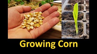 Growing Corn  Part 1 Planting and Germinating [upl. by Weixel]