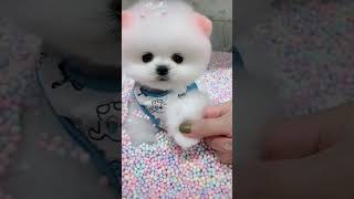 So cute 🥺 poodle pomeranian teacup timsen petshop puglove Poodle [upl. by Silloh]