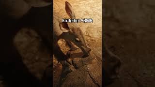 ASMR Janina lässt Grüßen 🫡 erdferkel zoo asmr shorts [upl. by Shumway297]