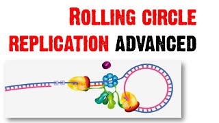 Rolling circle replication advanced [upl. by Gerhardt]