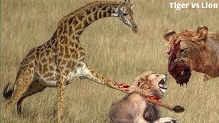 Giraffe Kills Lion With a Single Kick 😱Epic Wild Animal Fight Caught On CameraTiger vs Lion lion [upl. by Alemak]