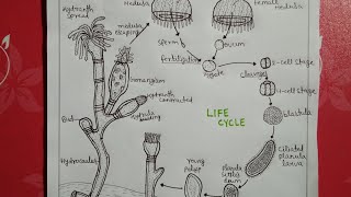 Life cycle of obeliabsc notes [upl. by Enylcaj334]