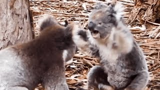 Insane moment two KOALAS get into a fight [upl. by Eenahpets727]