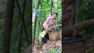 Workers in the bamboo forest a live demonstration of bamboo harvesting and processing [upl. by Bluma850]