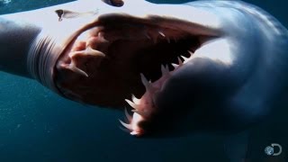 The Fastest Shark in the Ocean  Shark Week Top 10 Sharkdown [upl. by Eilyak325]