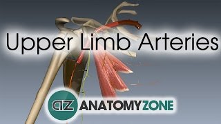 Upper Limb Arteries  Arm and Forearm  3D Anatomy Tutorial [upl. by Verbenia]