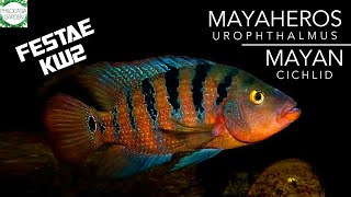 Si Festae KW2 Mayaheros Urophthalmus atau mayan cichlid [upl. by Norret]