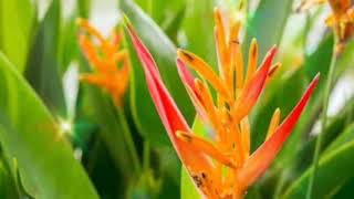 Heliconia Psittacorum Flower Like Parrot Abw 01 [upl. by Byrn]