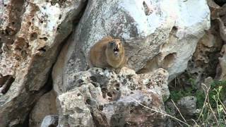 Hyrax Singing on a Rock [upl. by Kele]