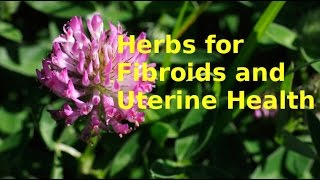 HERBS FOR FIBROIDS  TUMOURS  UTERUS  FEMALE [upl. by Bortman971]