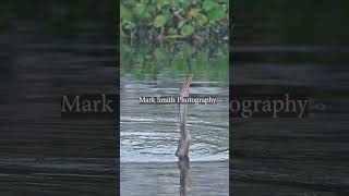 Snakebird anhinga throws fish into the air and swallows it whole bird wildlife [upl. by Gherardi]