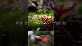 The Top 3 Bestselling Freshwater Aquarium Fish In The World [upl. by Beale]