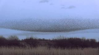 Starling Murmuration at Middleton Moor Derbyshire [upl. by Nomelihp]