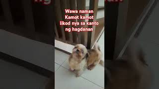 Makati ang likod barkingside dog pets barks animals barkingpawz puppy [upl. by Shepard]