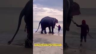 എനിക്ക് കടൽ കാണിച്ച് തരോ🥰 elephantfunnyvideos [upl. by Gwenny]