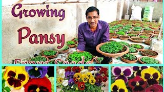 पैंसी फुलो के पौधे बीज से कैसे ग्रो करें  Growing Pansy Flower plants from Seeds [upl. by Marcellus]